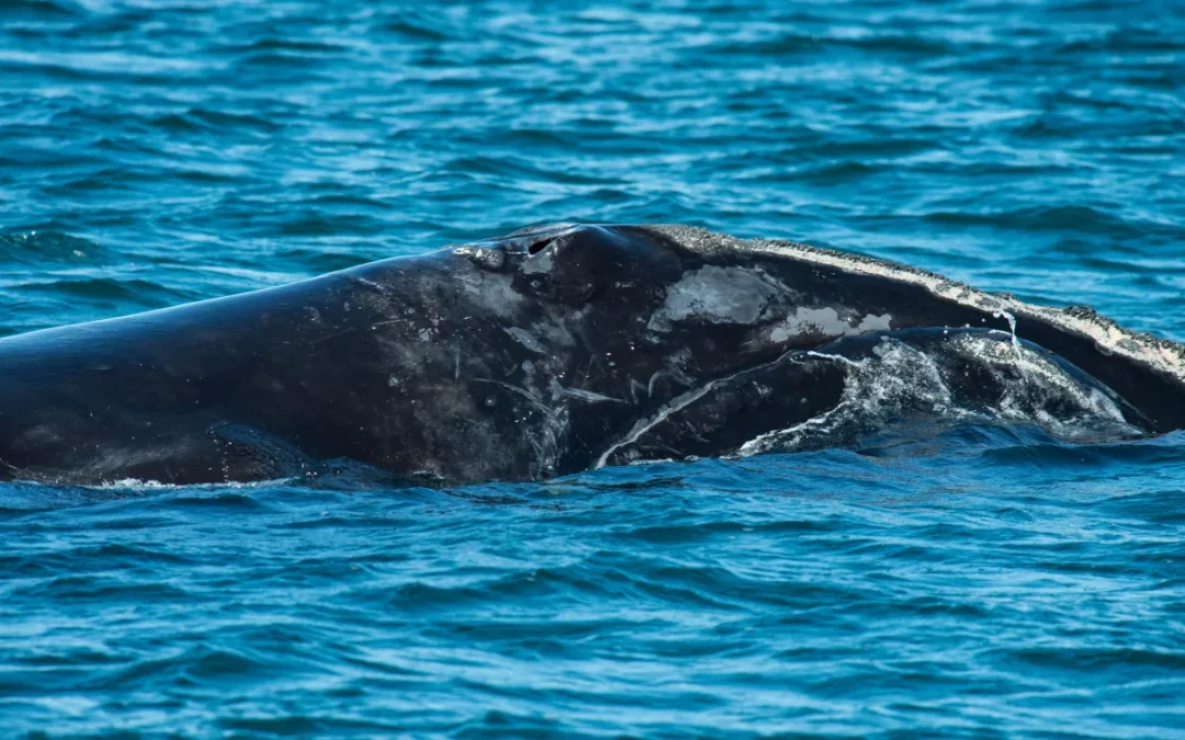La caza de ballenas se reanuda en Islandia con regulaciones estrictas