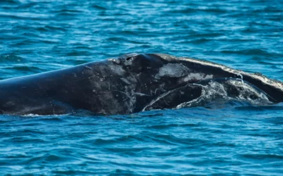 La caza de ballenas se reanuda en Islandia con regulaciones estrictas