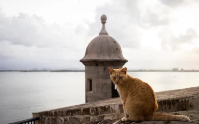 Puerto Rico’s famous stray cats will be removed from grounds surrounding historic fortress