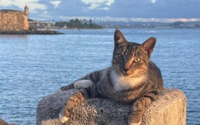 Save-a-Gato asegura plan federal para eliminar gatos del Viejo San Juan no es realista.