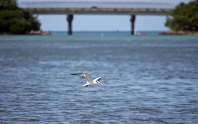 Dredging of Puerto Rico’s biggest port begins despite warnings it may harm turtles and corals